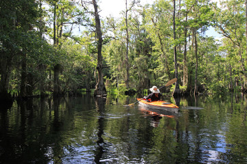 Female kayaker on Fisheating Creek, Florida on calm early summer afternoon amidst Cypress Trees reflected on creek.