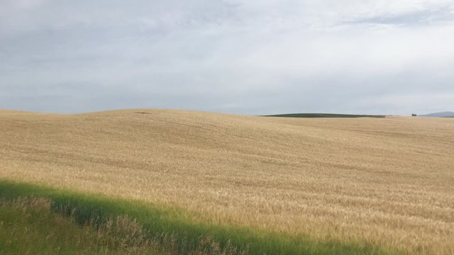 Panning shot of a spica crop farm field in Idaho.