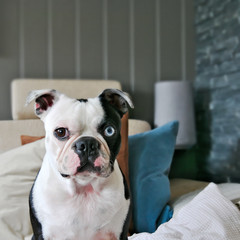 Boston Terrier with heterochromia, one brown eye and one blue eye, among his favorite pillows.