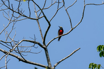 Yellow-tufted Woodpecker perching on a bare branch in a tree against blue sky, San Jose do Rio Claro, Mato Grosso, Brazil