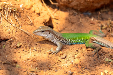 Close up of a Green jungle Runner sitting on the ground in red soil, Jardim d`Amazonia, San Jose do Rio Claro, Mato Grosso, Brazil