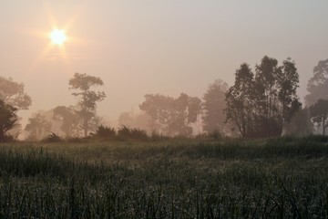 Plakat the sun in foggy field