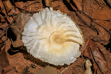 Close up of a big white seed lying on deep red soil in the sunlight, Jardim d`Amazonia, San Jose do Rio Claro, Mato Grosso, Brazil