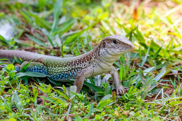 Close up of a Green jungle Runner sitting in green grass, Jardim d`Amazonia, San Jose do Rio Claro, Mato Grosso, Brazil