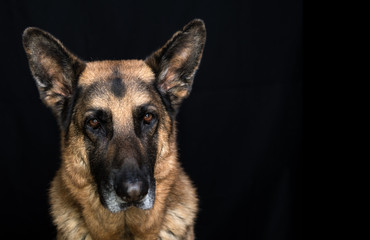 Old German Shepherd Dog Male Head Shot. White muzzle