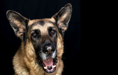 Old German Shepherd Dog Male yawning beautiful Head Shot on black background with copy space
