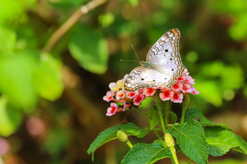 Wonderful Amazonian butterfly sitting on a pink blossom with spread wings, Jardim d`Amazonia, San Jose do Rio Claro, Mato Grosso, Brazil
