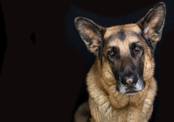 Old German Shepherd Dog Male beautiful Head Shot on black background with copy space