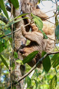 Close up  of a Two-toed Sloth hanging upside down in a tree with green leaves on a sunny day, Jardim d`Amazonia, San Jose do Rio Claro, Mato Grosso, Brazil