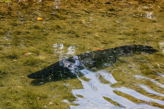 A big Piracucu or Arapaima, an Amazon fish, swimming in clear shallow water, Jardim d`Amazonia, San Jose do Rio Claro, Mato Grosso, Brazil