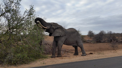 elephant eating