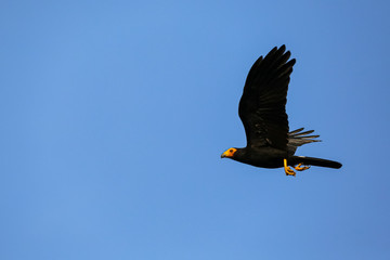 Flying Caracara against blue sky, side view, wings up, Jardim d`Amazonia, San Jose do Rio Claro, Mato Grosso, Brazil