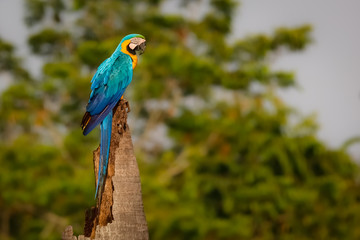 Endangered Blue-and-yellow macaw sitting on a palm tree stump against green defocused trees, looking to the right, Amazonia, San Jose do Rio Claro, Mato Grosso, Brazil