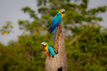 Two Blue-and-yellow macaws on a palm tree stump, looking in different direction, side view, against green defocused natural background, Amazonia, San Jose do Rio Claro, Mato Grosso, Brazil