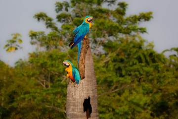 Two Blue-and-yellow macaws on a palm tree stump, looking in different direction, side view, against green defocused natural background, Amazonia, San Jose do Rio Claro, Mato Grosso, Brazil