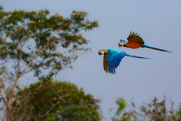 Two beautiful Blue-and-yellow macaws in flight to the right against defocused lakeshore with reflections, wings up, Amazonia, San Jose do Rio Claro, Mato Grosso, Brazil