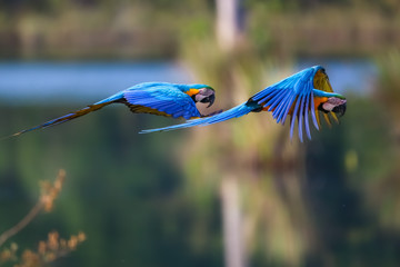 Two beautiful Blue-and-yellow macaws in flight to the right against defocused natural background, Amazonia, San Jose do Rio Claro, Mato Grosso, Brazil © Uwe Bergwitz