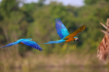 Two beautiful Blue-and-yellow macaws in flight to the right against defocused natural background, wings up and down, Amazonia, San Jose do Rio Claro, Mato Grosso, Brazil