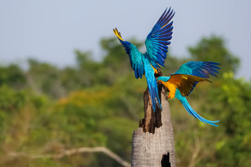 Two Blue-and-yellow macaws on a palm tree stump spreading wings, fluttering, side view, no heads visible, Amazonia, San Jose do Rio Claro, Mato Grosso, Brazil