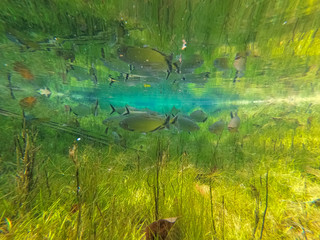 Underwater shot in a crystal clear rainforest spring with tropical fishes, green and blue mirror reflections of sunlight, Amazon rainforest, San Jose do Rio Claro, Mato Grosso, Brazil