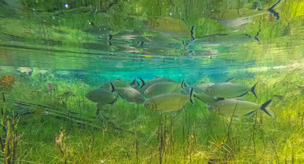 Underwater shot in a crystal clear rainforest spring with tropical fishes, green and blue mirror reflections of sunlight, Amazon rainforest, San Jose do Rio Claro, Mato Grosso, Brazil