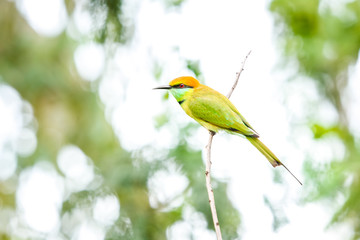 bird on a branch