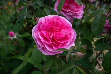 pink rose in the garden