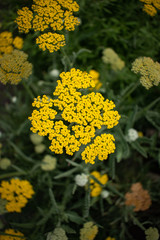 Obraz premium yellow yarrow flowers