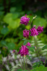 Fototapeta premium columbine flowers