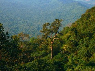 Fototapeta na wymiar trees in rain forest and mountain