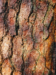 Close up texture background of pine bark tree