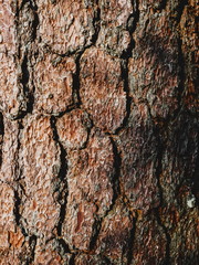 Close up texture background of pine bark tree