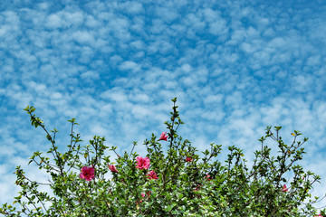 pink hibiscus flowers on background of blue sky