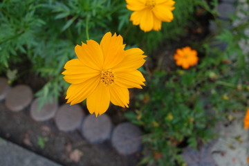 屋外に咲いた黄花コスモス