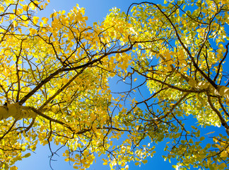 Aspen Trees turn brilliant yellow gold during Autumn in Colorado