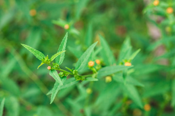 Closeup little yellow flower of Paddy lucerne, Queensland hemp, Arrowleaf sida, Common sida or Cuba juite (Sida Rhombifolia) on tree in the garden