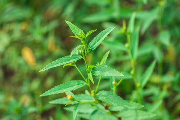 Closeup little yellow flower of Paddy lucerne, Queensland hemp, Arrowleaf sida, Common sida or Cuba juite (Sida Rhombifolia) on tree in the garden