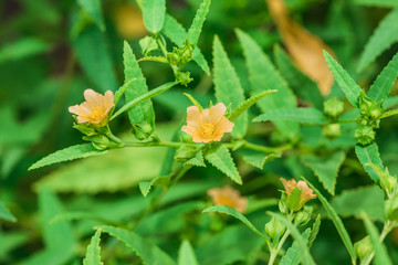 Closeup little yellow flower of Paddy lucerne, Queensland hemp, Arrowleaf sida, Common sida or Cuba juite (Sida Rhombifolia) on tree in the garden