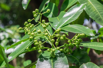 Obraz premium Clusters of raw green fruits of Rauvolfia Sumatrana Jack on tree in herb garden
