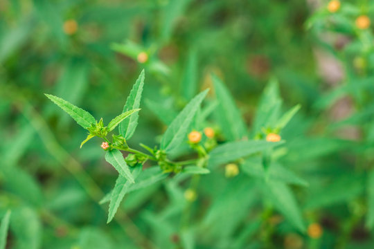 Paddy's Lucerne, Common Sida - Weeds Australia