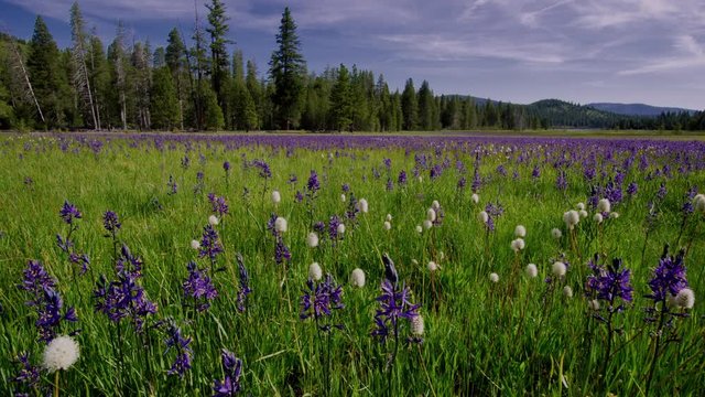 Wide angle panning view of swaying purple Camas Lilly wildflowers in a meadow.