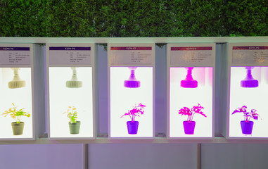 Variety specification of artificial LED lighting for growing plant in indoor agriculture