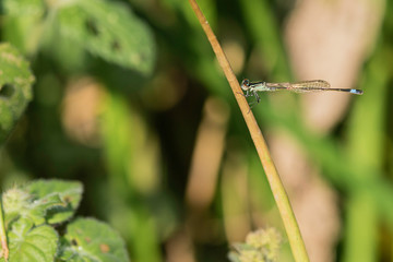 Agrion.