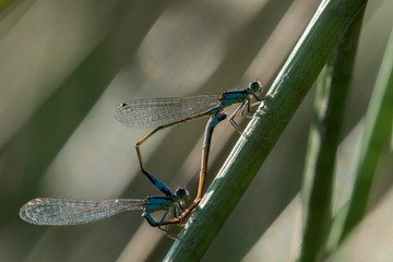 Agrion.