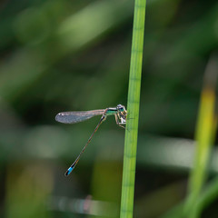Agrion.