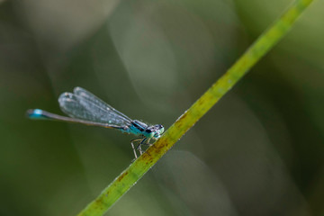 Agrion.