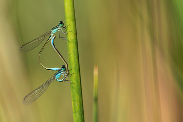 Agrion.