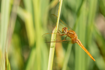 Libellule.