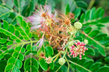 Beautiful pink flower of Rain Tree, East Indian Walnut, Monkey Pod (Samanea Saman) on tree in the tropical forest