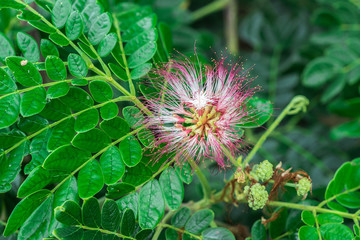Beautiful pink flower of Rain Tree, East Indian Walnut, Monkey Pod (Samanea Saman) on tree in the tropical forest